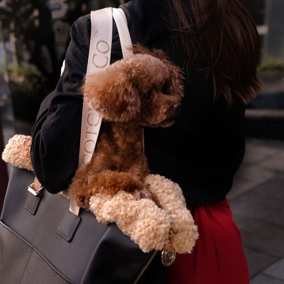 4 Reasons Your Pooch Will Love Being Carried in a Puppy Purse